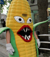 corn ethanol GMO